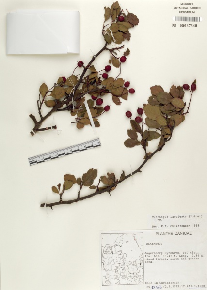 File:Crataegus laevigata Tropicos 41602.jpg