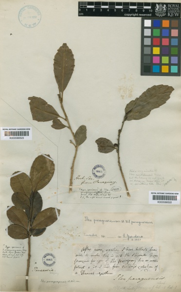 File:Ilex paraguariensis Kew imageBarcode=K000588523 244368.jpg