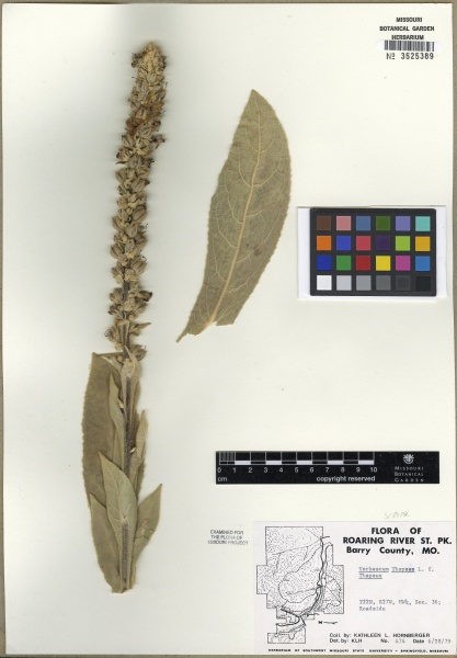 File:Verbascum thapsus Tropicos 100123204 (S).jpg