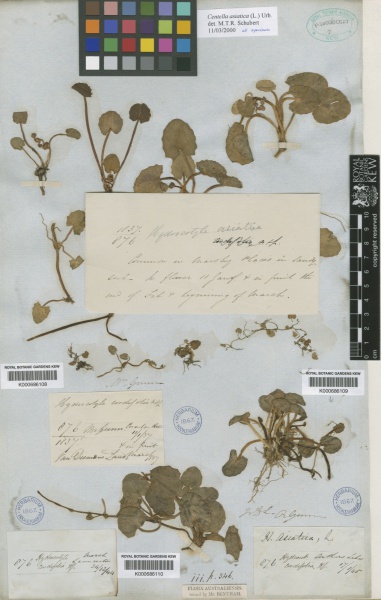File:Centella asiatica Kew imageBarcode=K000686108 297453.jpg