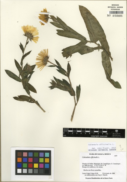 File:Calendula officinalis 100229512.jpg