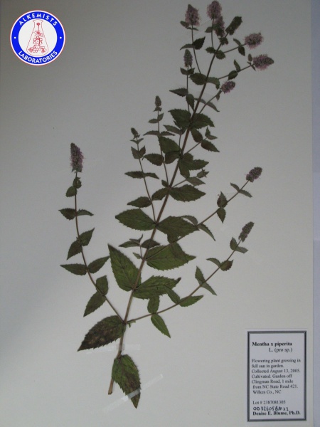 File:Mentha x piperita OD32605BMX1 A0201.jpg