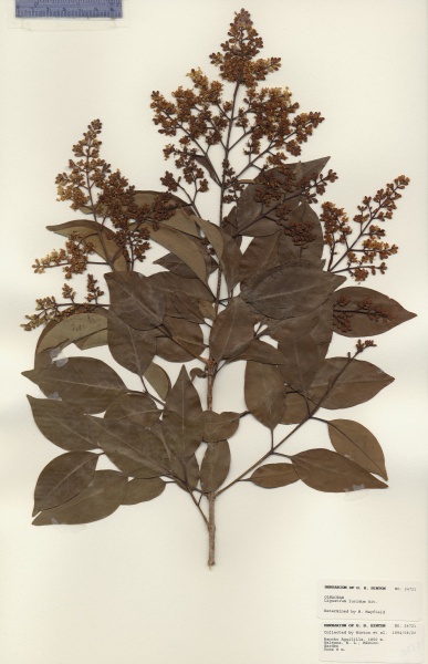 File:Ligustrum lucidum Tropicos 100018893.jpg
