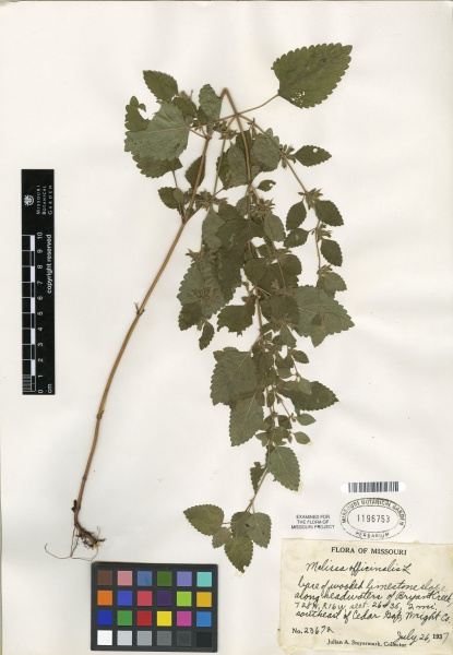 File:Melissa officinalis Tropicos 100007389 (S).jpg