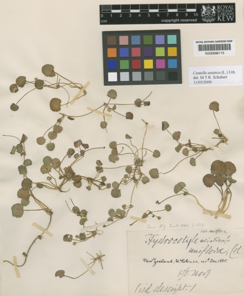 File:Centella asiatica Kew imageBarcode=K000686115 297461.jpg