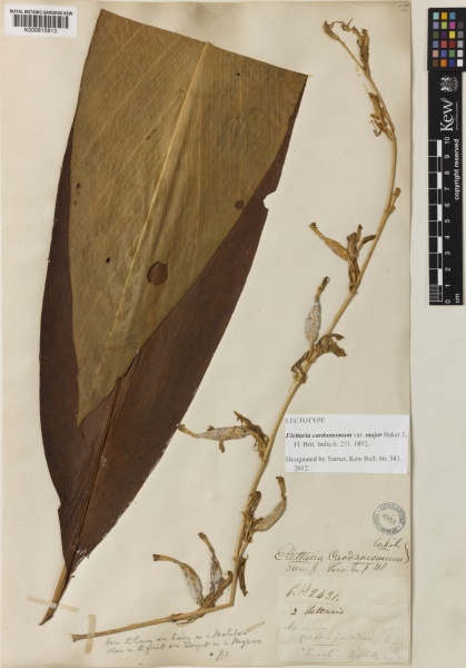 File:Elettaria cardamomum Kew imageBarcode=K000815813 428481.jpg