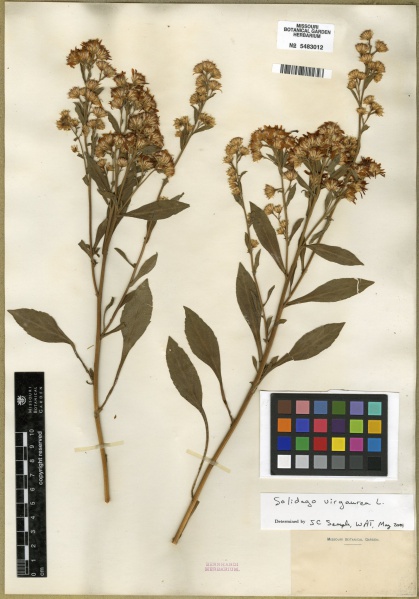 File:Solidago virgaurea Tropicos 100269718 (S).jpg