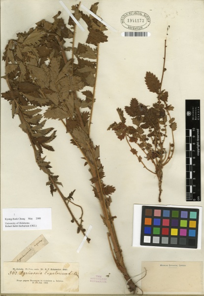 File:Agrimonia eupatoria Tropicos 100178723.jpg