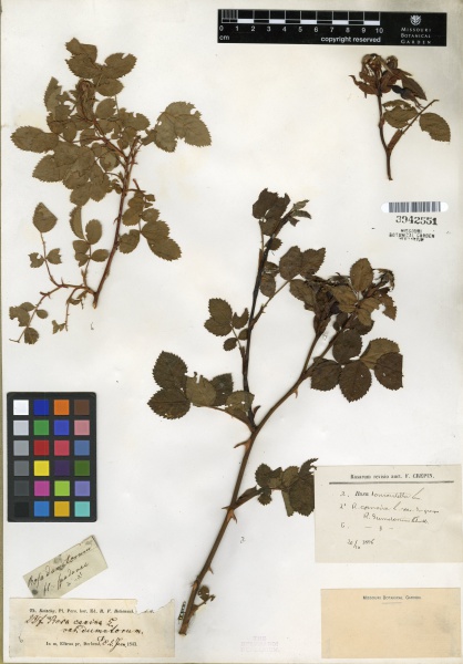 File:Rosa canina Tropicos 100179847 (S).jpg