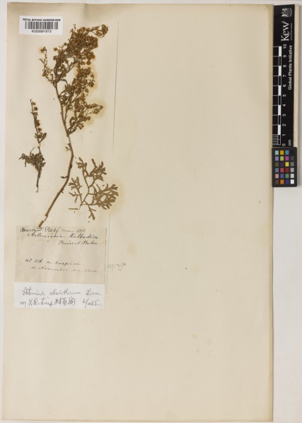 File:Artemisia absinthium Kew imageBarcode=K000891973 481570.jpg
