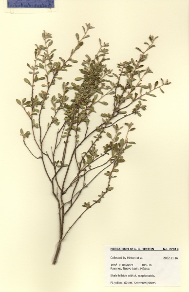 File:Turnera diffusa Tropicos 100021720.jpg