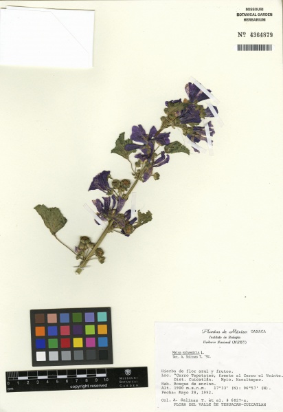 File:Malva sylvestris Tropicos 100000537.jpg