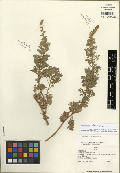 File:Artemisia absinthium Tropicos 100158913.jpg