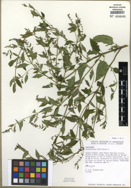 File:Scutellaria lateriflora Tropicos 100007266.jpg