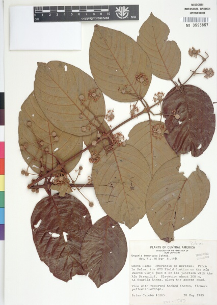 File:Uncaria tomentosa Tropicos 18535.jpg
