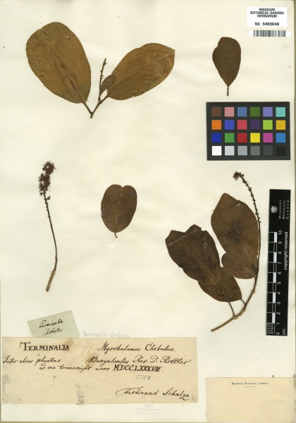 File:Terminalia chebula Tropicos 100176418 (S).jpg
