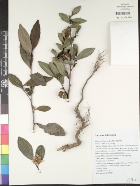 File:Camellia sinensis Tropicos 30076.jpg