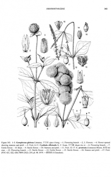 File:Cyathula officinalis Tropicos 15213.jpg