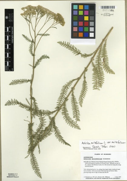 File:Achillea millefolium Tropicos 88582.jpg