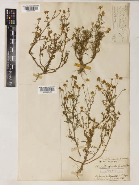 File:Matricaria recutita Kew barcode=K000928477 513152.jpg