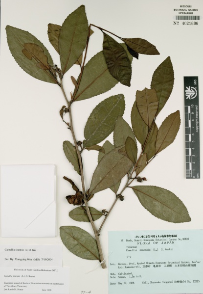 File:Camellia sinensis Tropicos 30070.jpg