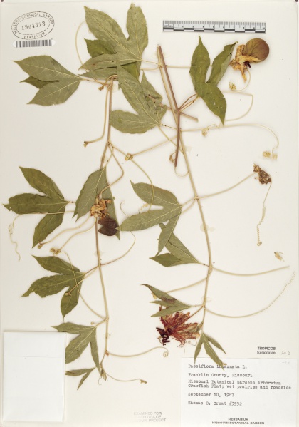 File:Passiflora incarnata Tropicos 67682.jpg