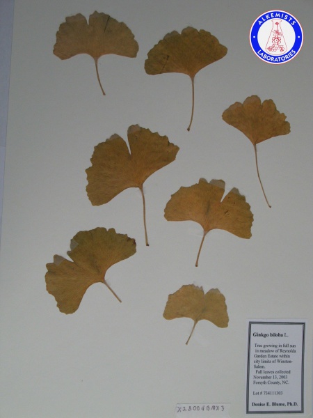 File:Ginkgo biloba X28004BMX3 A0462.jpg