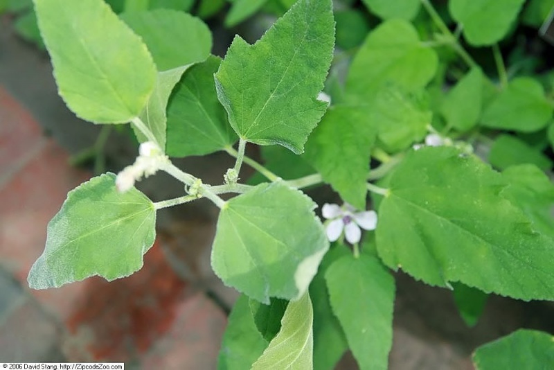 File:Althaea officinalis Tropicos 100107288.jpg