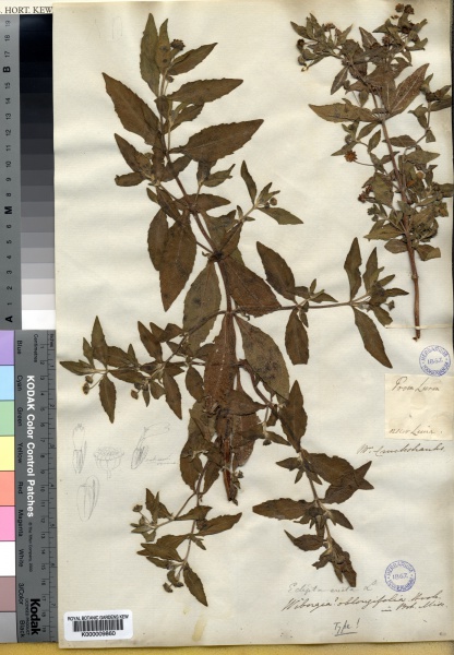 File:Eclipta prostrata Kew imageBarcode=K000009860 24996.jpg