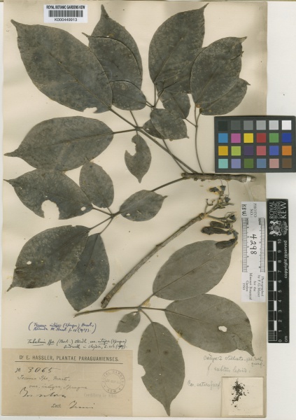 File:Handroanthus impetiginosus Kew imageBarcode=K000449913 257529.jpg