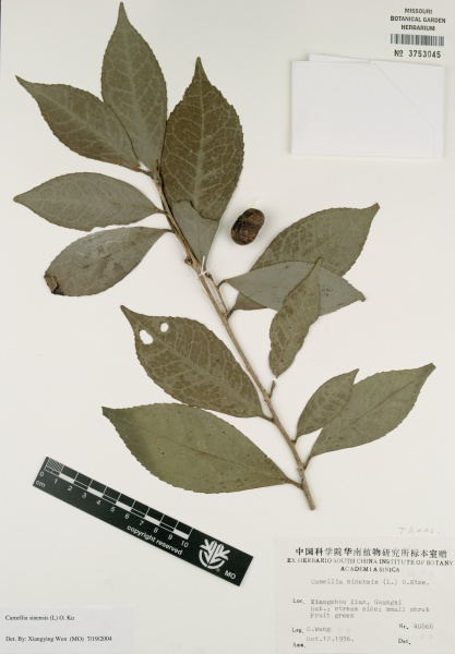 File:Camellia sinensis Tropicos 30074.jpg