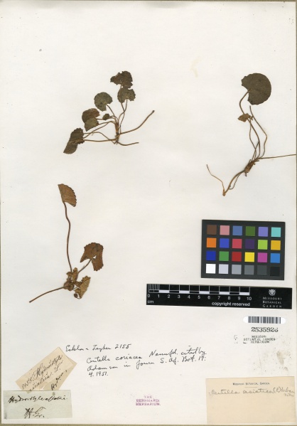 File:Centella asiatica Tropicos 100179495.jpg
