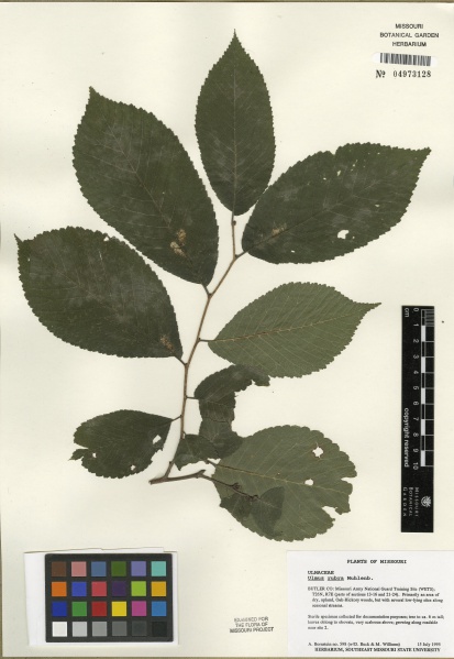 File:Ulmus rubra Tropicos 100123357 (S).jpg