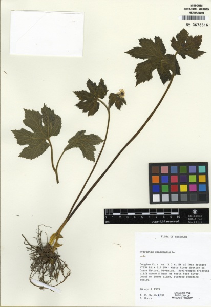 File:Hydrastis canadensis Tropicos 100105541.jpg