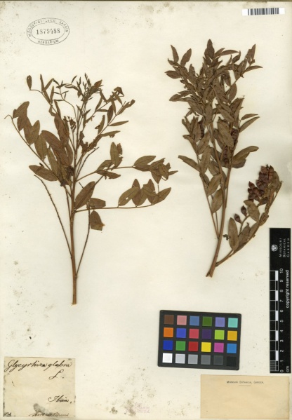 File:Glycyrrhiza glabra - Tropicos.jpg