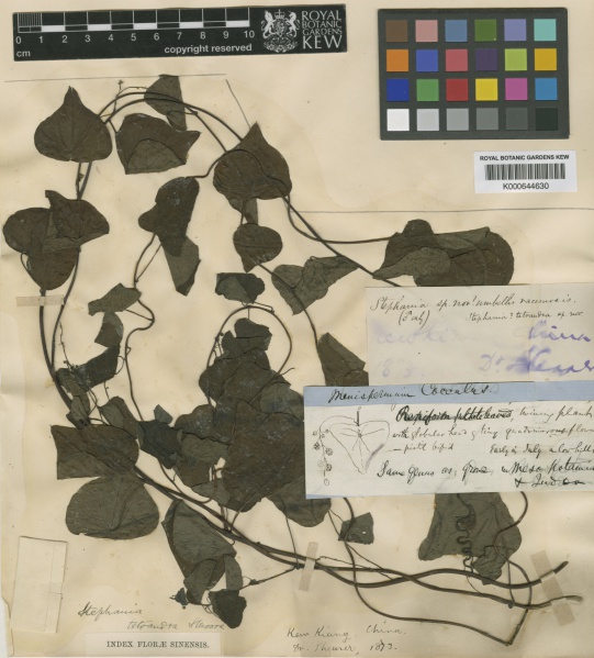 File:Stephania tetrandra Kew barcode=K000644630 274070.jpg