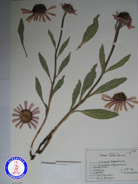 File:Echinacea angustifolia (1) DG3502NSF A1393.jpg