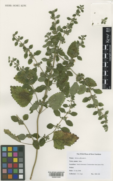 File:Melissa officinalis Kew barcode=K000914345 573258.jpg