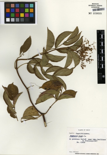 File:Sambucus nigra Tropicos 100000898 (S).jpg
