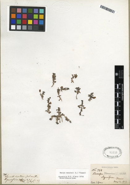 File:Bacopa monnieri Tropicos 100141911.jpg