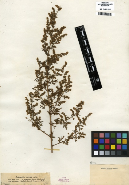 File:Artemisia annua Tropicos 100196967.jpg
