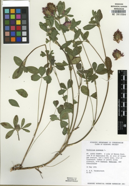 File:Trifolium pratense Tropicos 100005641.jpg