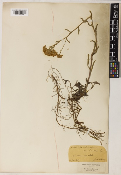 File:Achillea millefolium Kew imageBarcode=K000942133 488979.jpg