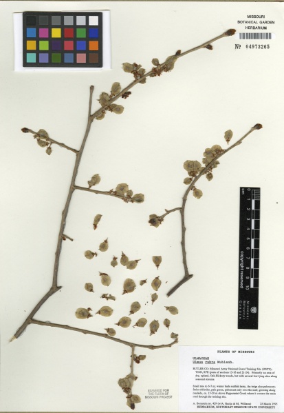File:Ulmus rubra Tropicos 100123358 (S).jpg