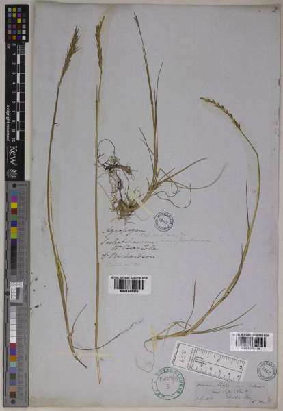 File:Elymus repens Kew imageBarcode=K001065435 666728.jpg