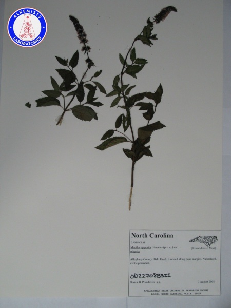 File:Mentha x piperita OD22708BSI1 A0200.jpg