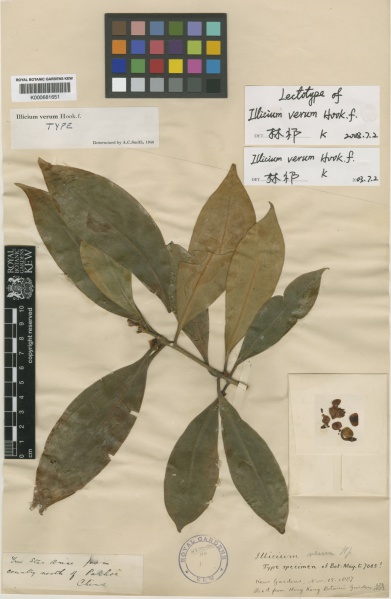File:Illicium verum Kew imageBarcode=K000681651 315393.jpg
