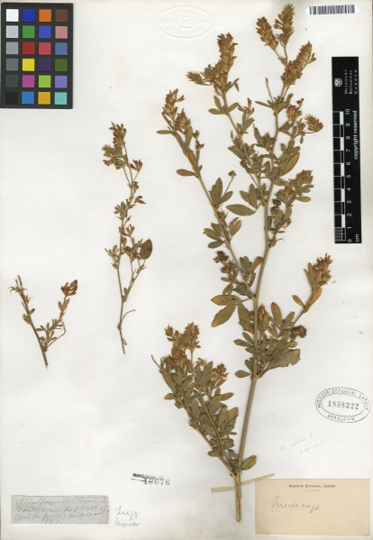 File:Medicago sativa Tropicos 100136132 (S).jpg