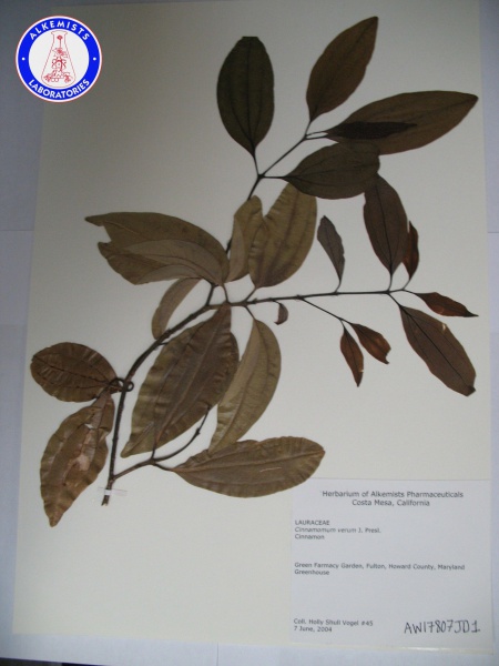 File:Cinnamomum verum AW17807JD1 A0075.jpg