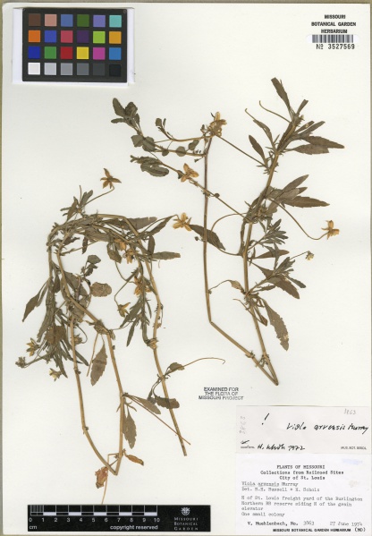 File:Viola arvensis Tropicos 100123424 (S).jpg